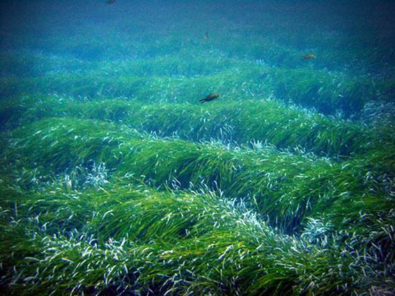 Barrera de Posidonia Reef