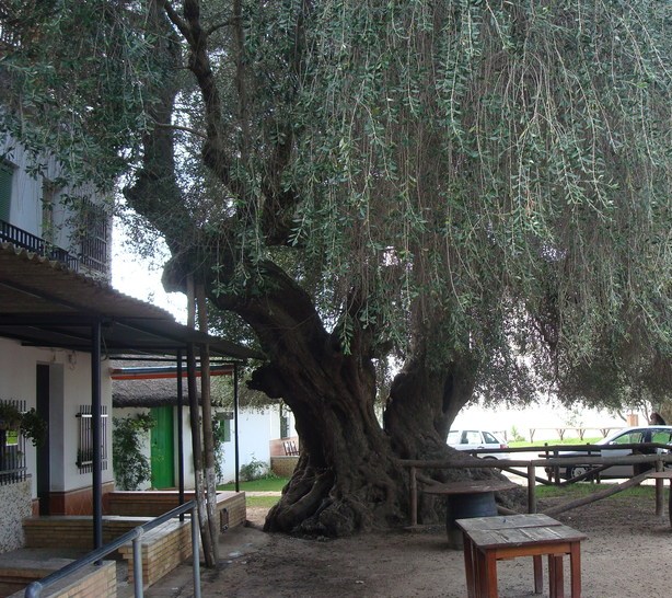 Acebuches de El Rocío