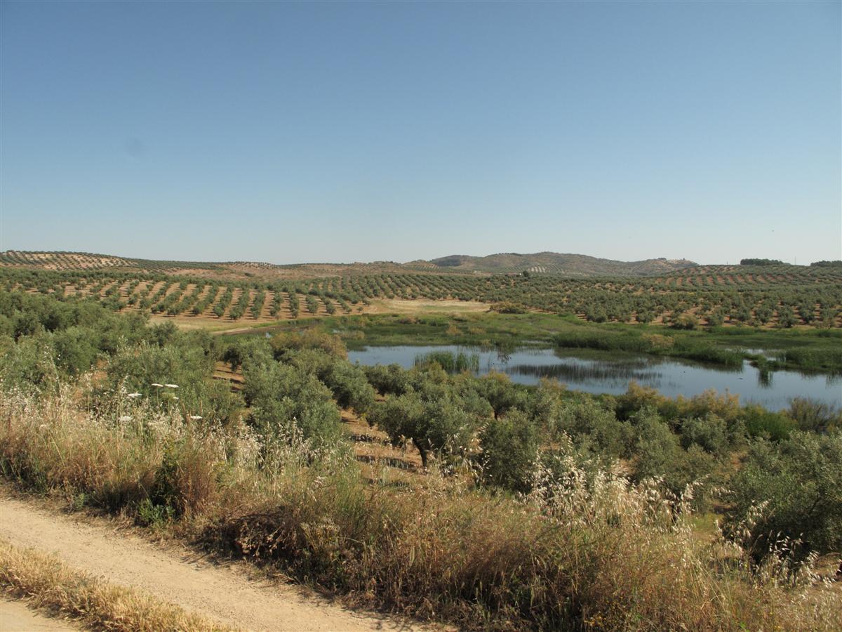 Laguna del Chinche