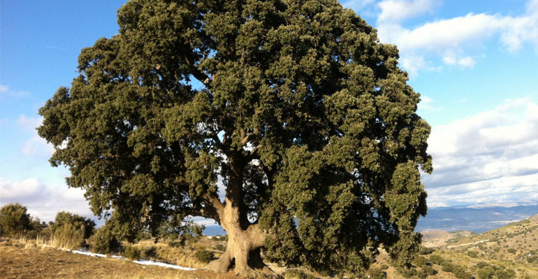 Holm oak of Los Trébedes