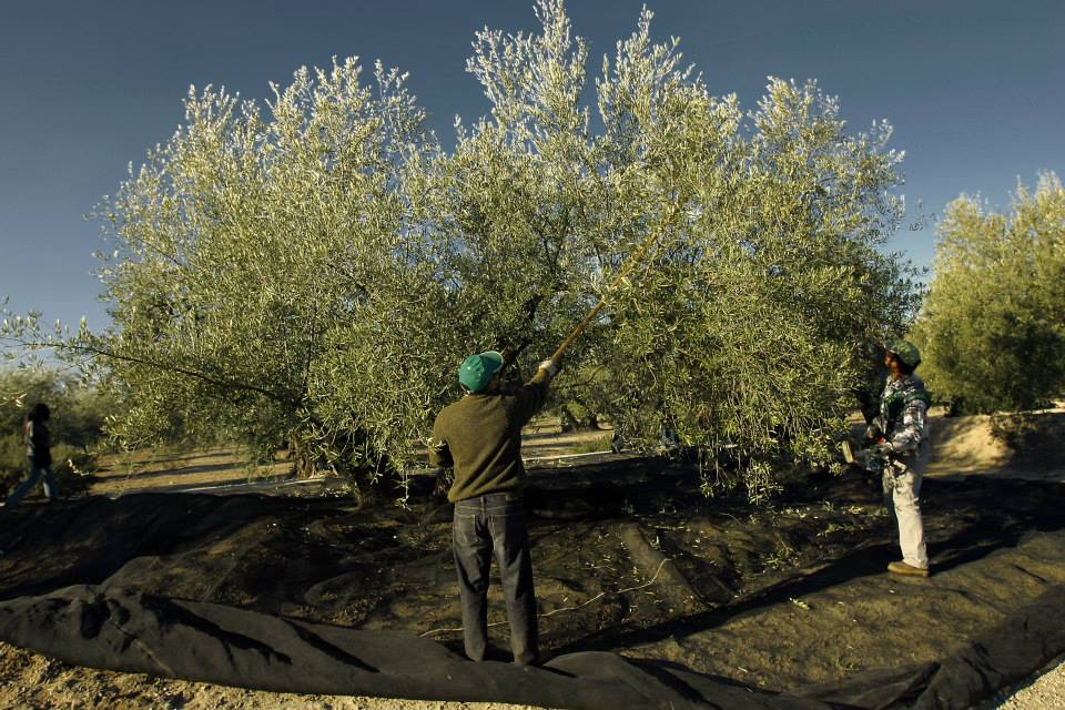 Vía Verde del Aceite