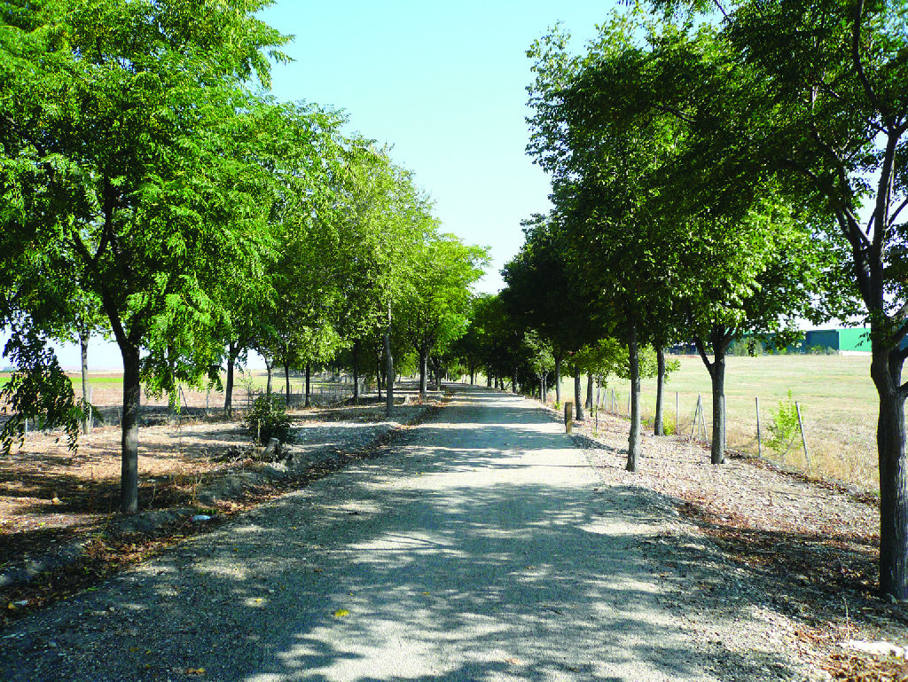 Grüner Weg durch die Campiña (II)