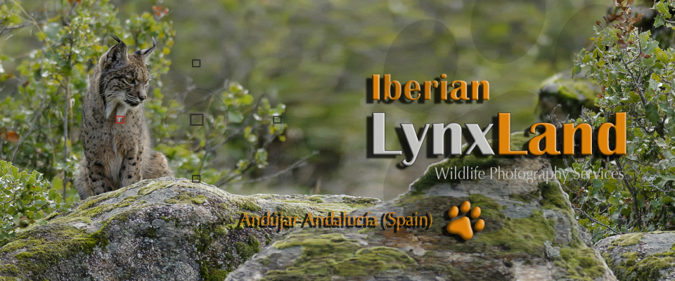 Iberian Lynx Land