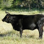 Visit to a ranch in Seville breeding fighting bulls