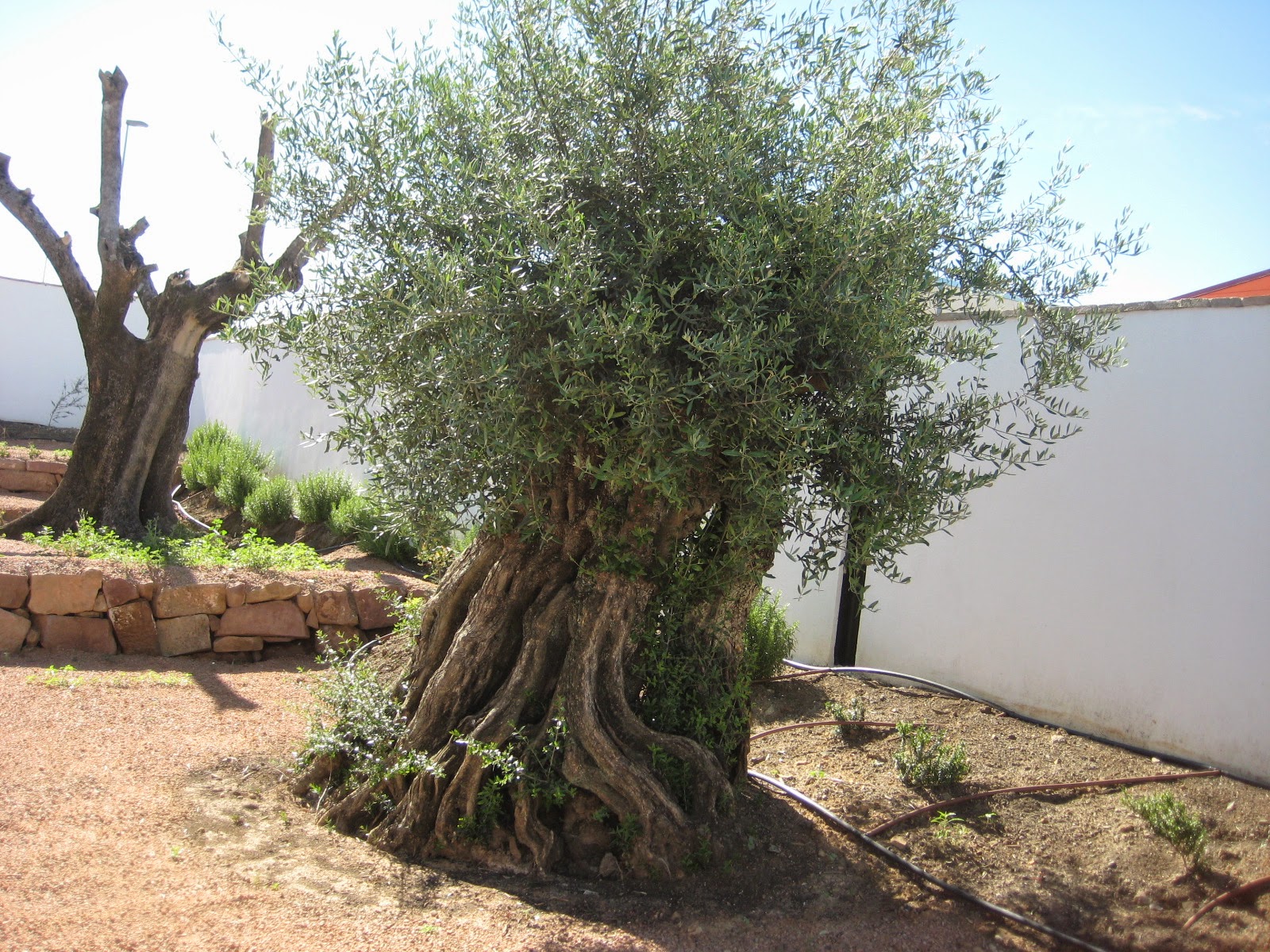 Centro del Olivar de Sierra-Adamuz