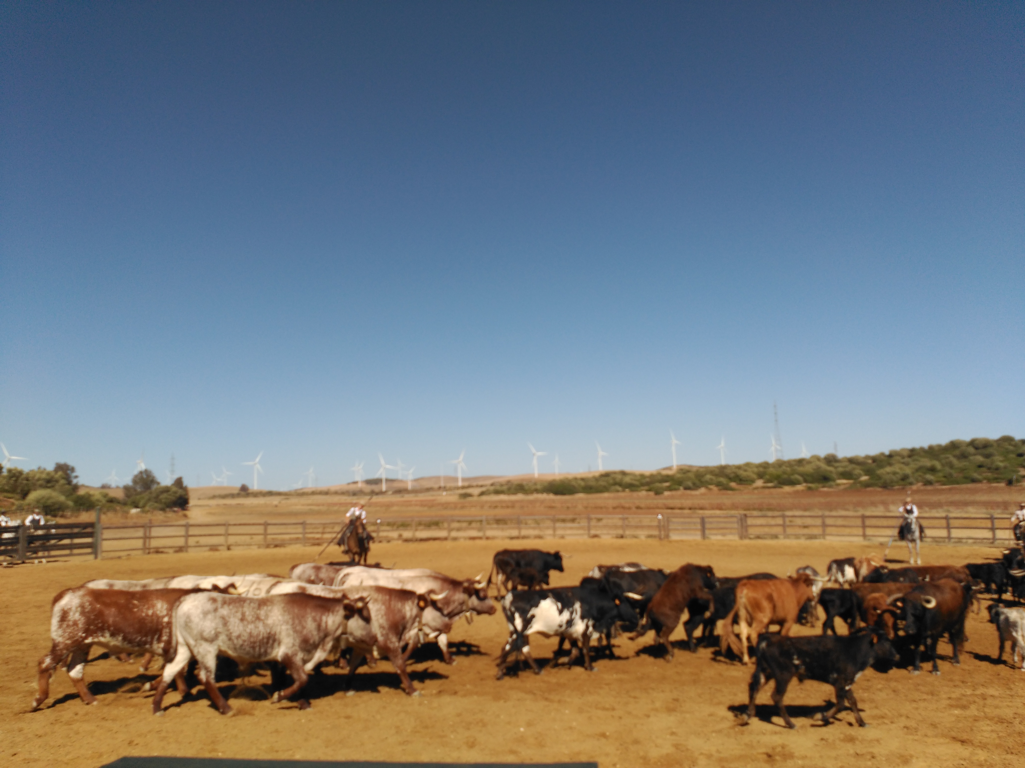 Visita Ganadería Brava con Parrillada Ibérica