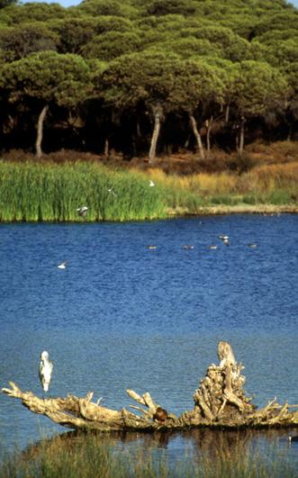 Laguna de El Portil