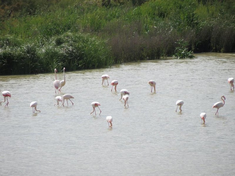 Reserva Natural Laguna de Fuente de Piedra