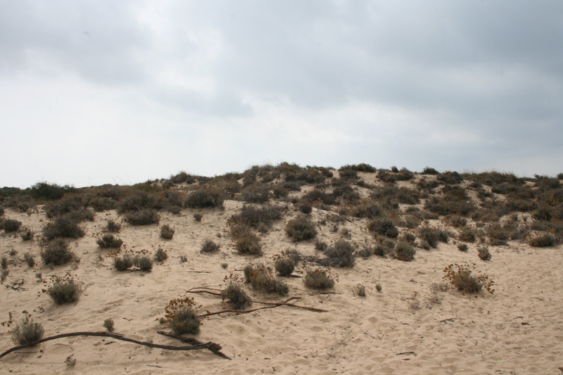 Paraje Natural Enebrales de Punta Umbría