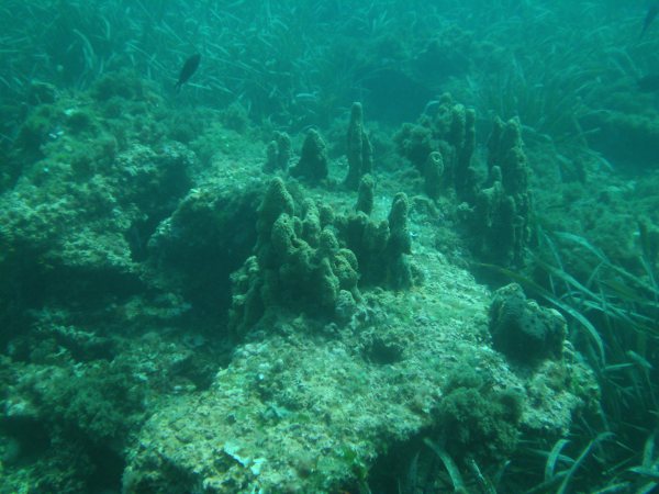 Monumento Natural Arrecife Barrera Posidonia