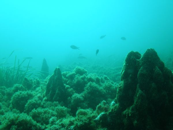 Monumento Natural Arrecife Barrera Posidonia