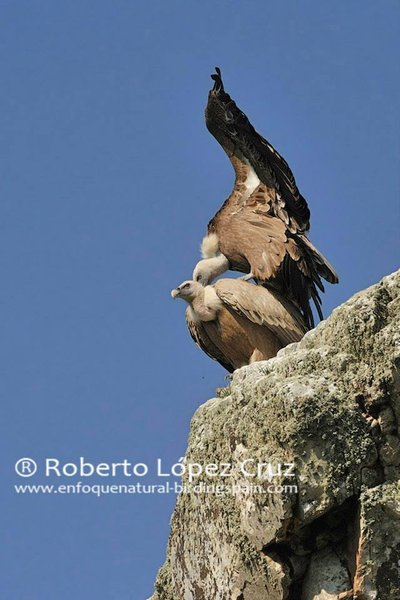 Enfoque Natural Birding Spain
