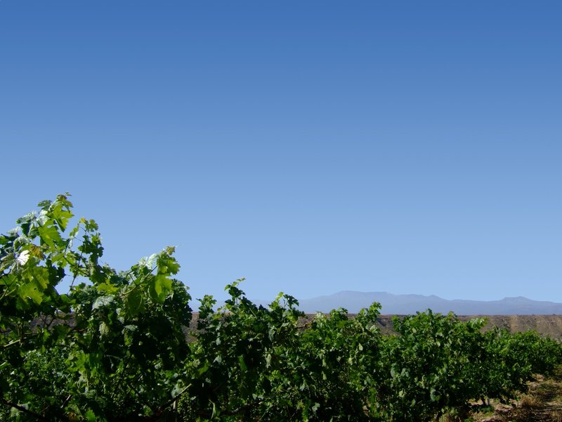 Vista de viñedo y Sierra Nevada
