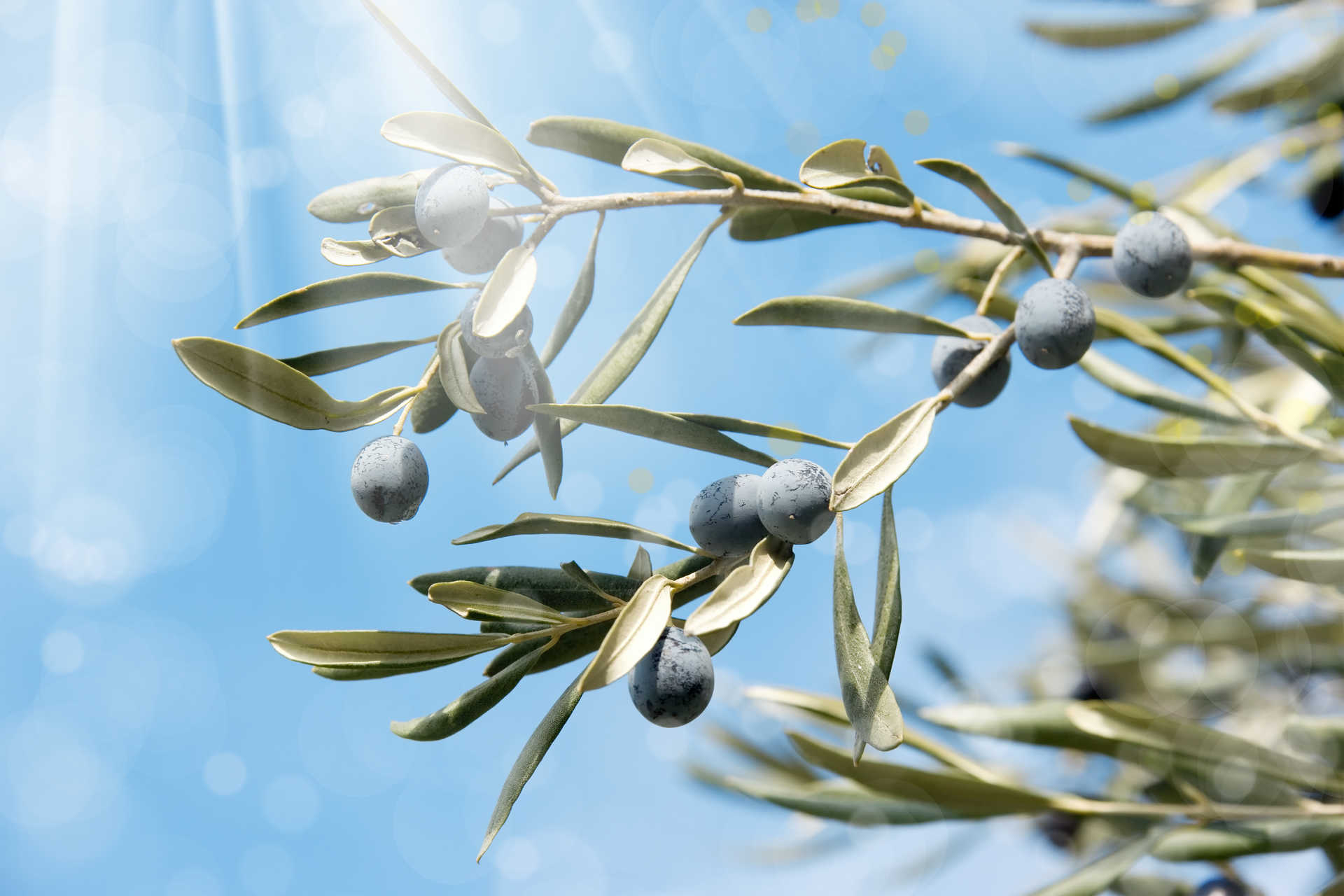 rama de olivo sol.jpg 