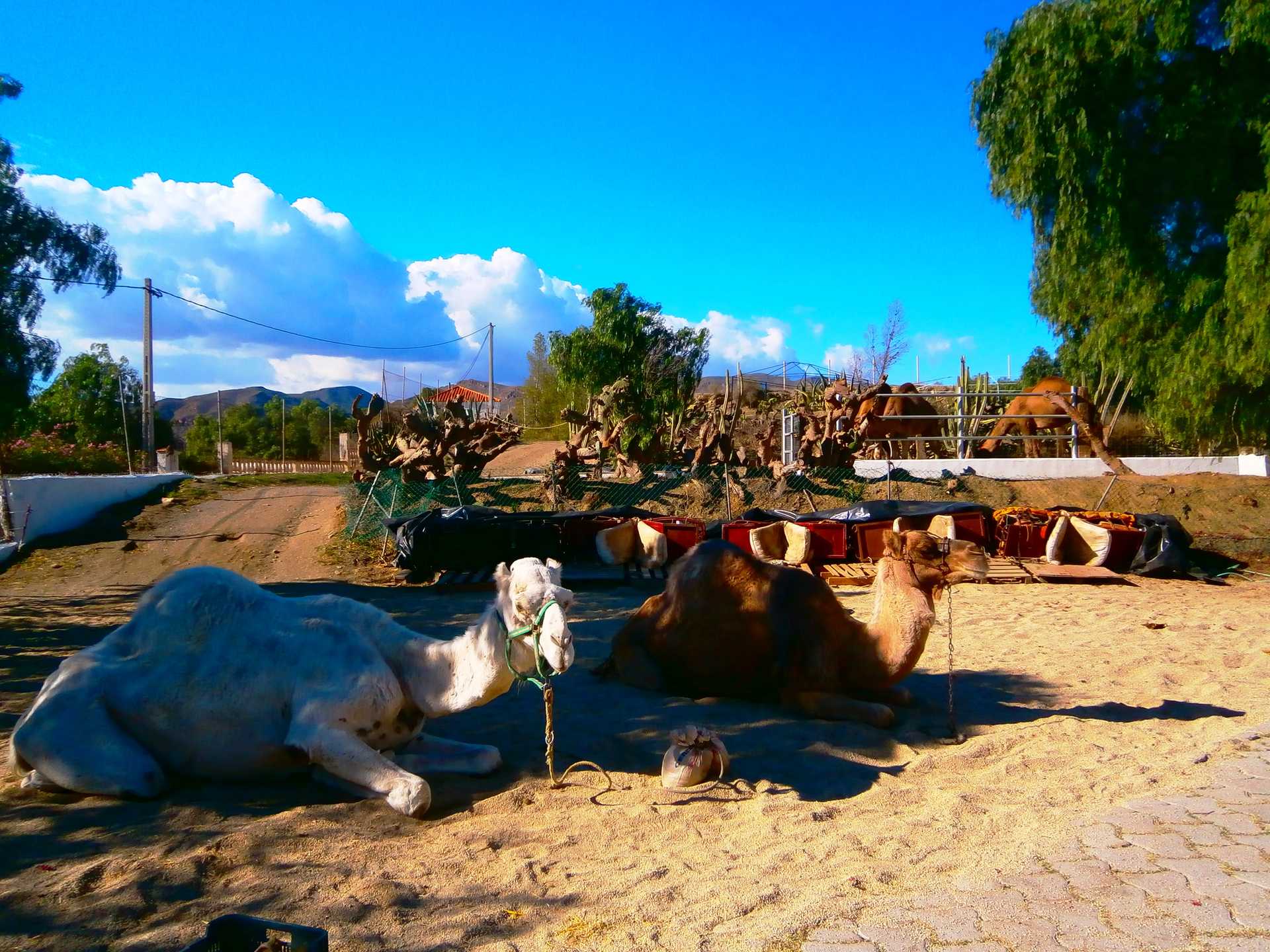Ocio y Diversión Parque Camelus Camellos Alemria.JPG