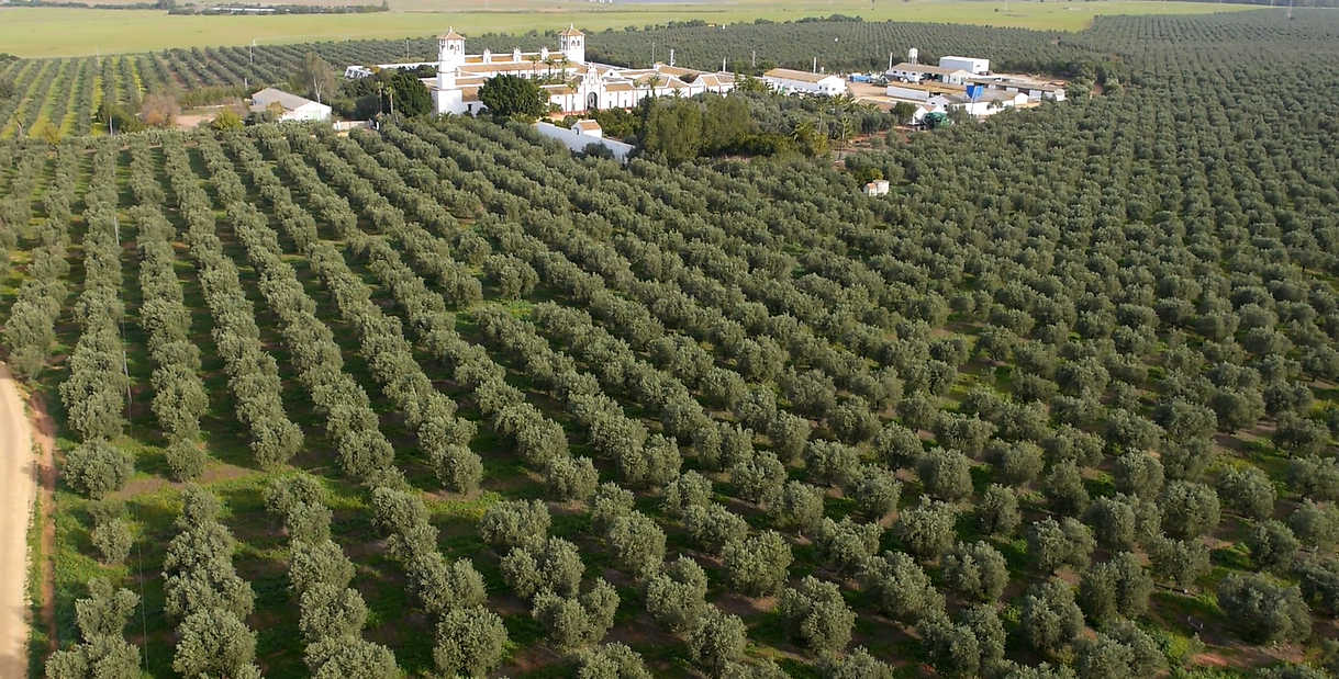 VISTA AÉREA. 340 hectáreas de olivar ecológico.
