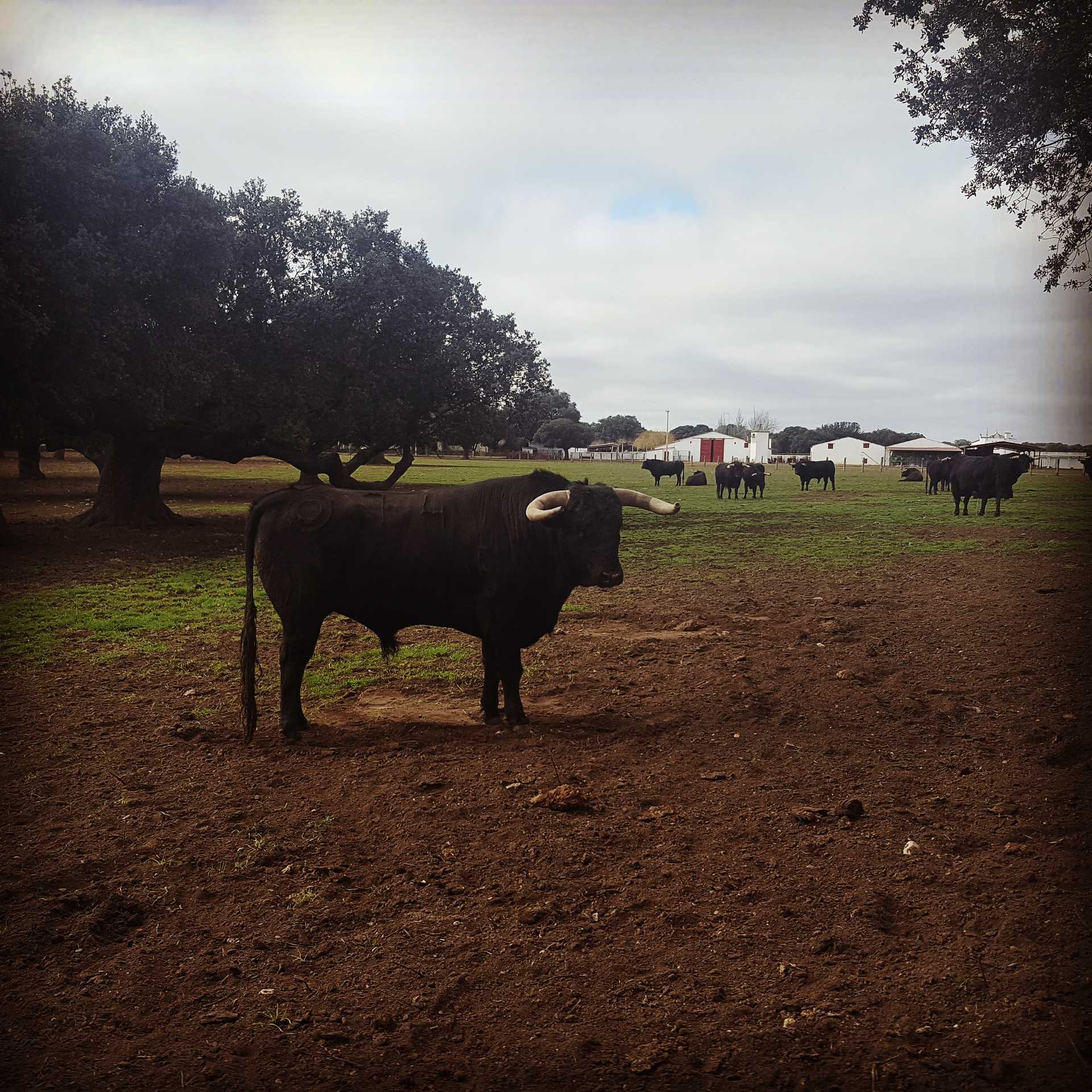 Visita a ganadería de toros bravos