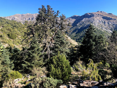 The Pinsapo de las Escaleretas and its spectacular surroundings in the Sierra de Las Nieves