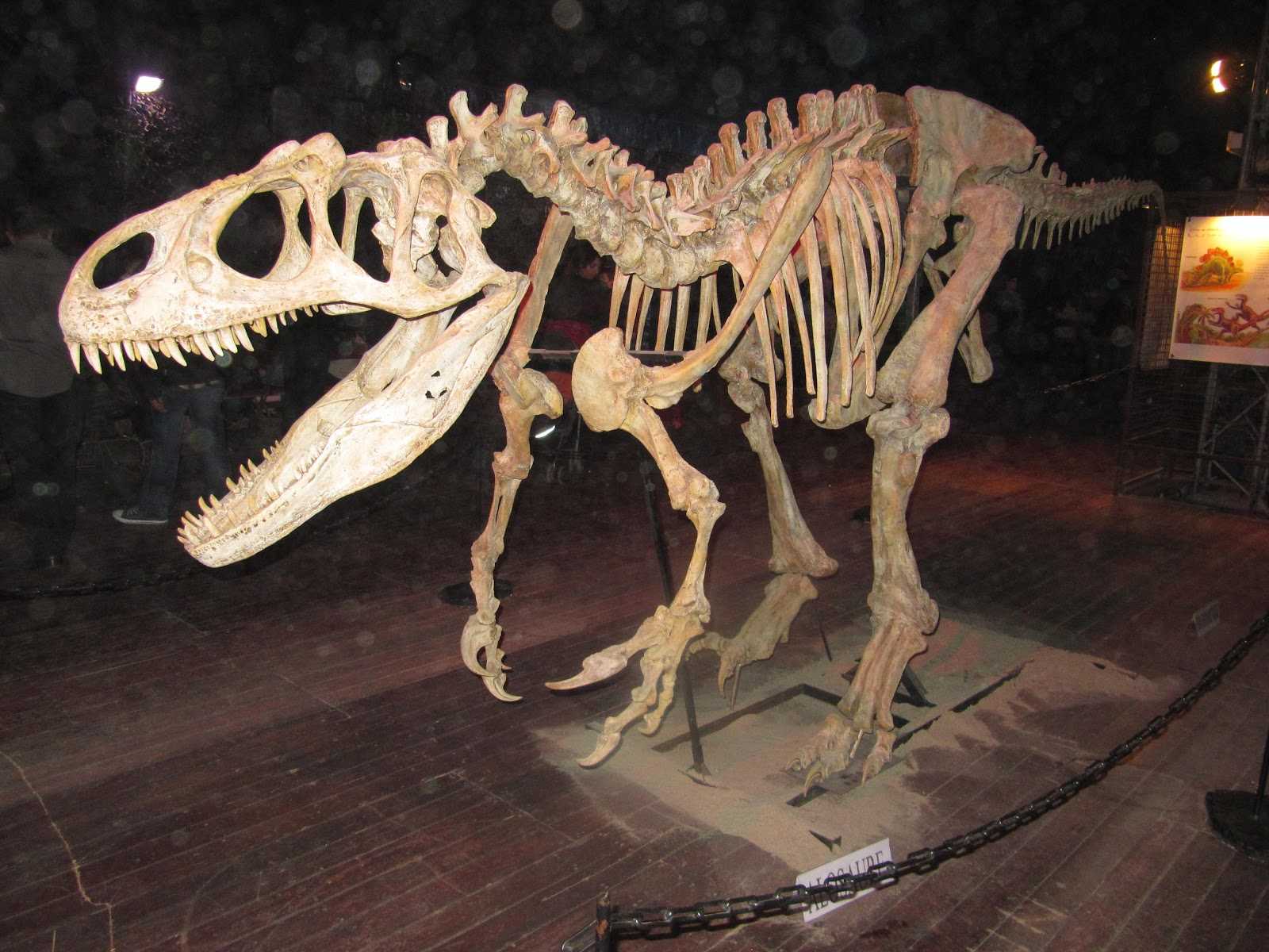 Dino Expo XXL