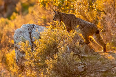Sierra Morena, lynx territory