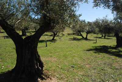 Oleoturismo y olivares vivos en Jaén