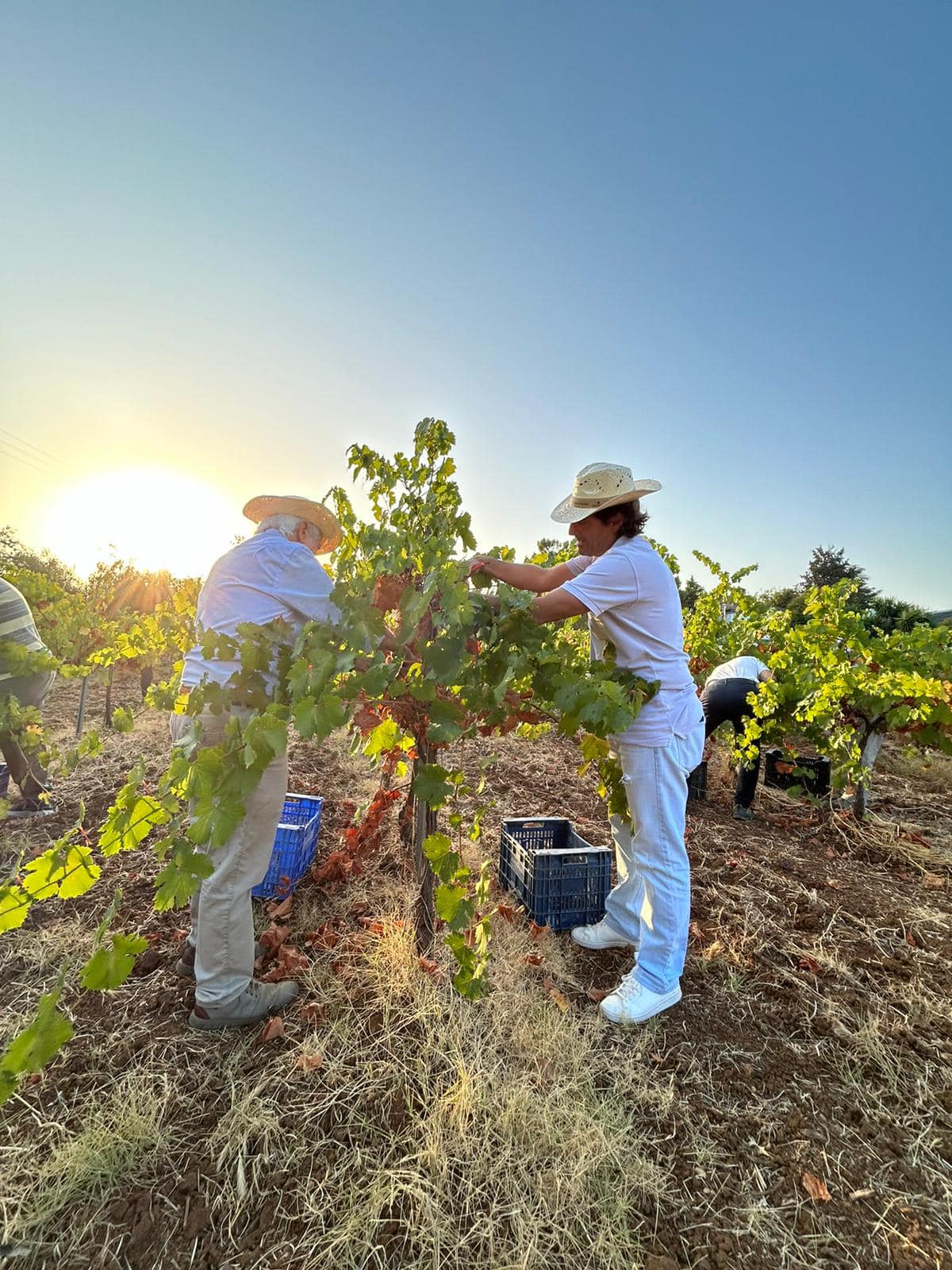 Bodegas Robles