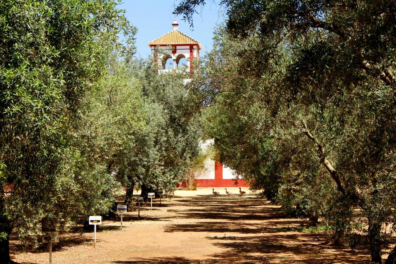 ESPACIO - OLIVOTECA. Museo de olivos con más de 150 variedades de 13 países.