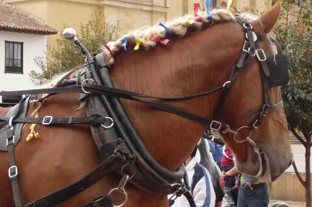 Paseo en coche de caballos por Sevilla
