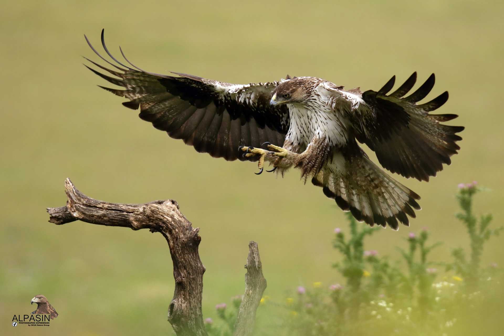 Photo experience with large Iberian birds of prey
