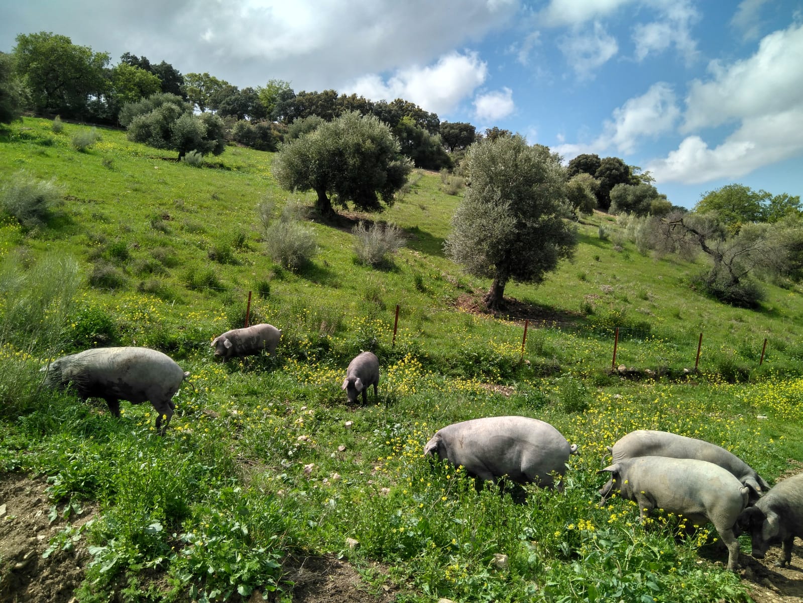 Experiencia cerdo ibérico en la sierra sevillana