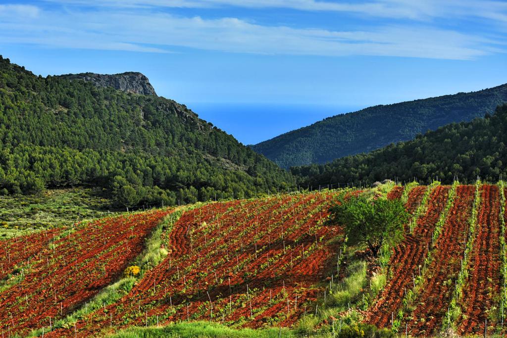 Bodegas Viñas Altas