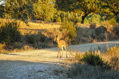 The bellowing of the deer in the Sierra Norte de Sevilla