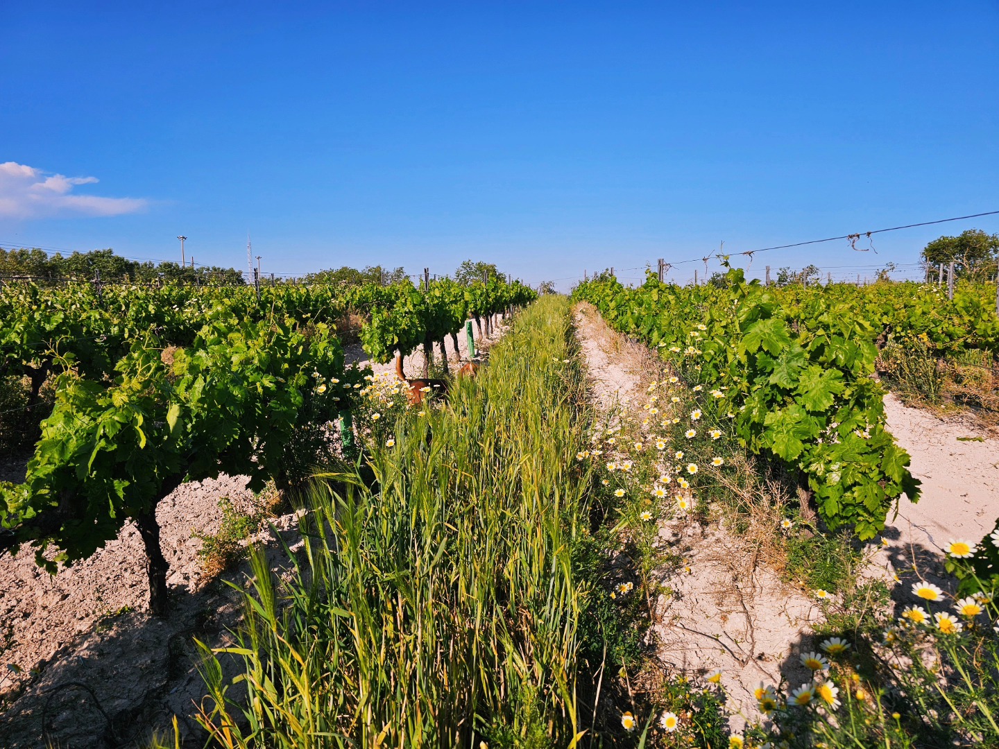 Bodega de Forlong