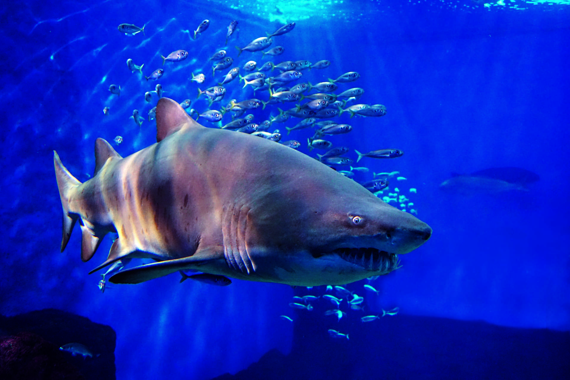 Tiburón toro en oceanario - Acuario de sevilla