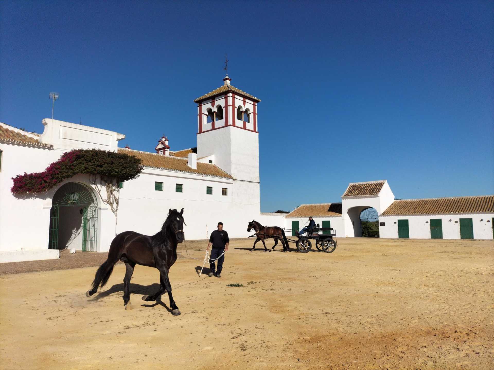 ACTIVIDAD - EXHIBICIÓN DE CABALLOS. Demostración de caballos de pura raza española.