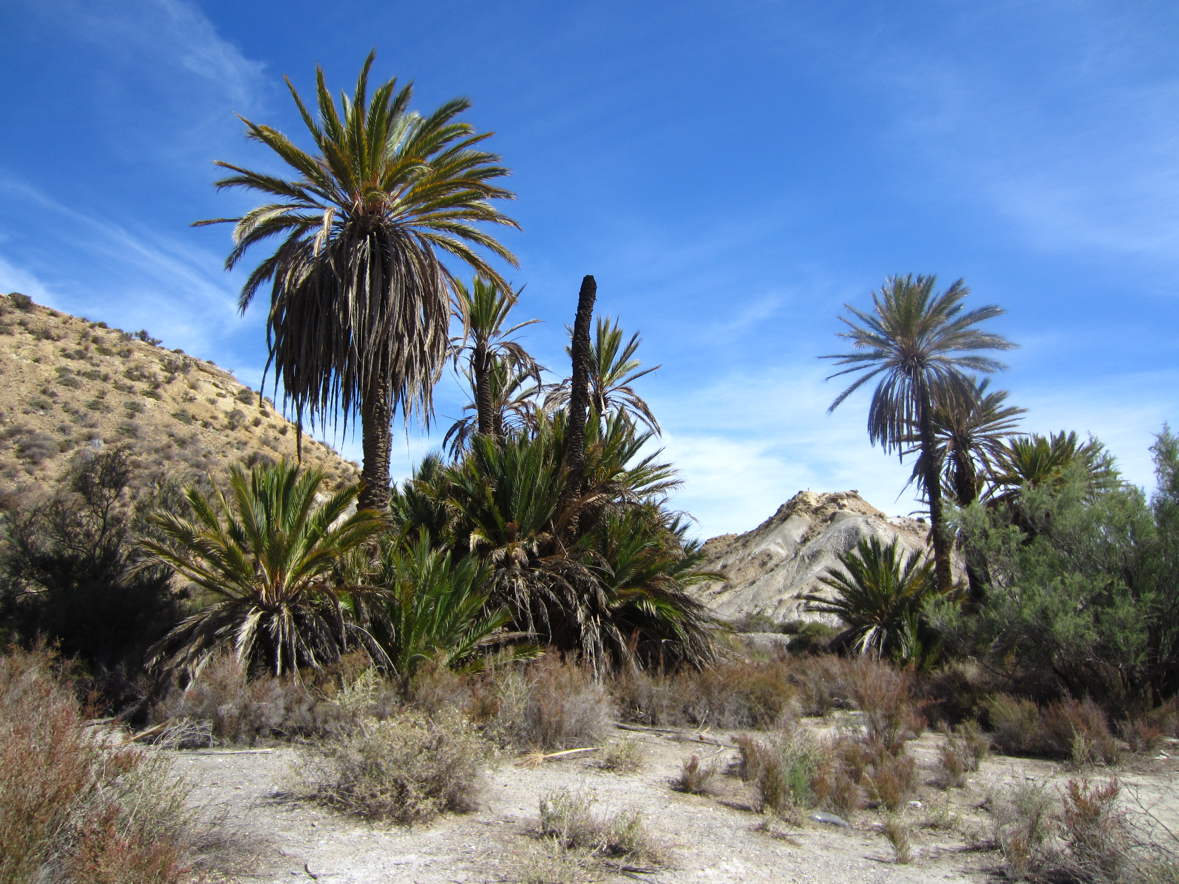 Tabernas es Western, ruta a caballo 3 días - experimentados