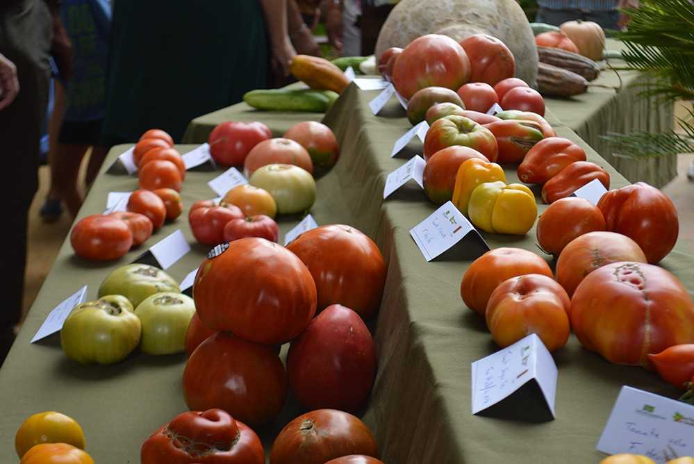 Concours de tomates de la variété 