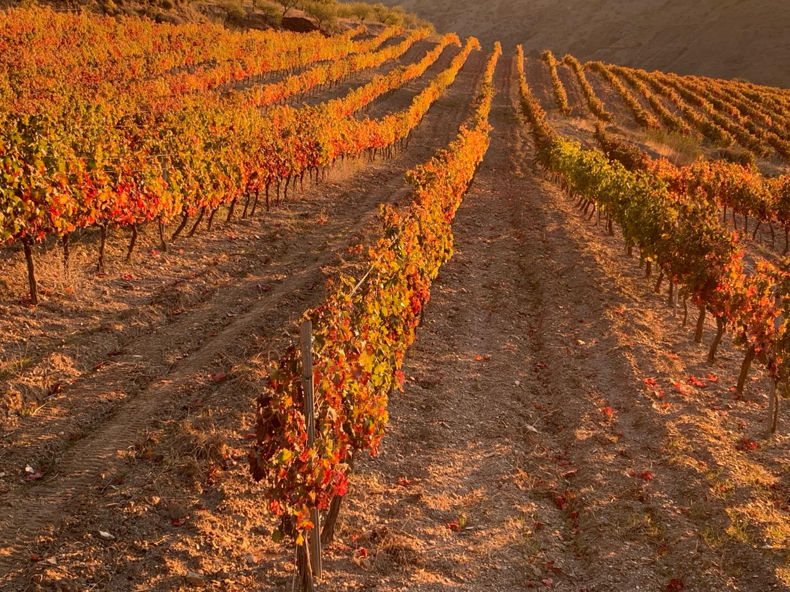 Bodega Piedras Blancas