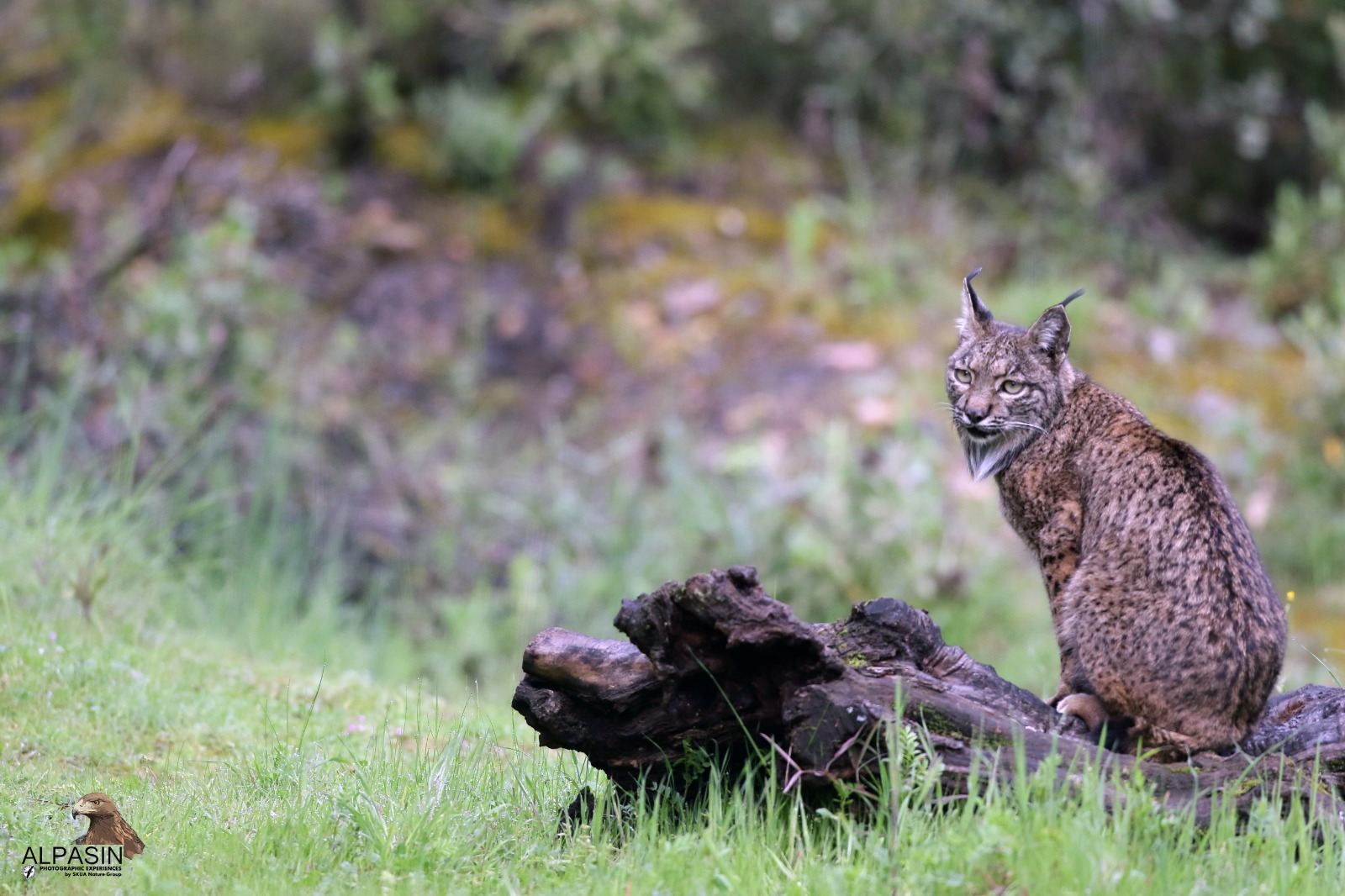 Photo experience with the Iberian lynx