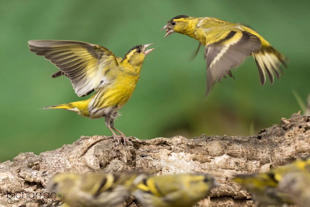 Avistamiento de aves en la Sierra de Aracena