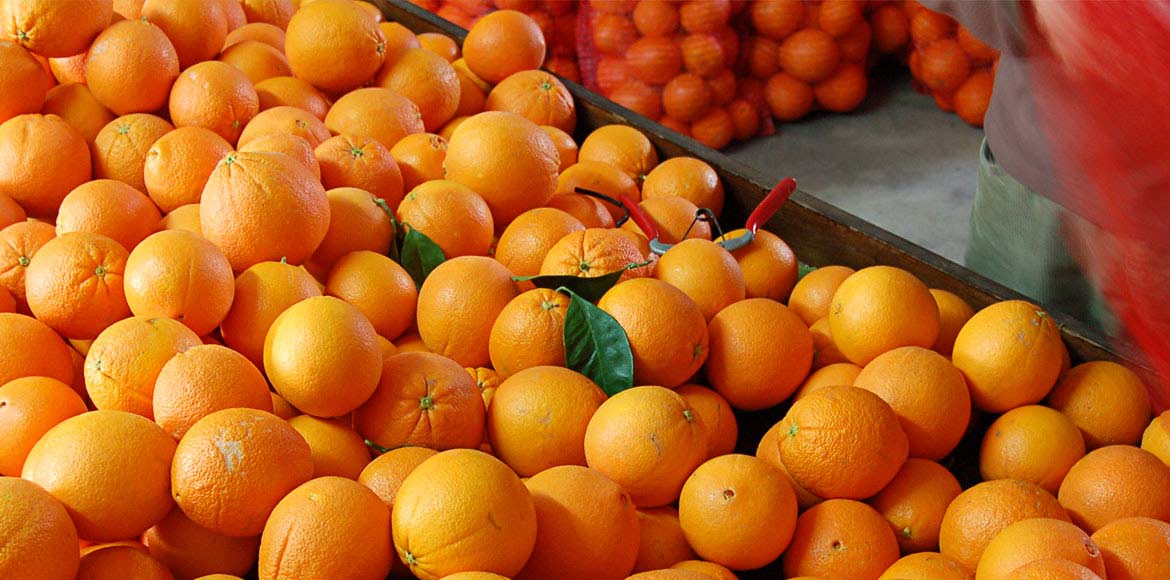 Naranjas y Cítricos Ecológicos Biovalle