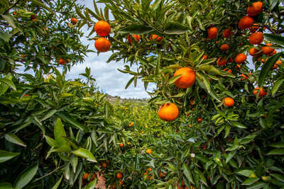 Andalusien kleidet sich in Orangenblüten: die Zitrusfrüchte-Kultur