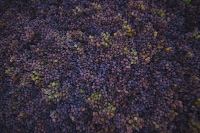 Sol y paseros: el secado de la uva pasa