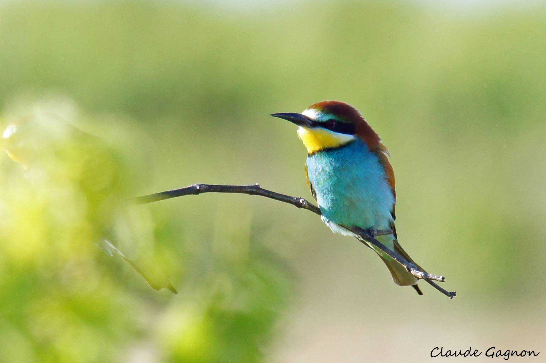 Hamelin: Avistamiento de aves en el Espacio Protegido de Doñana - Actividad  (El Rocío)