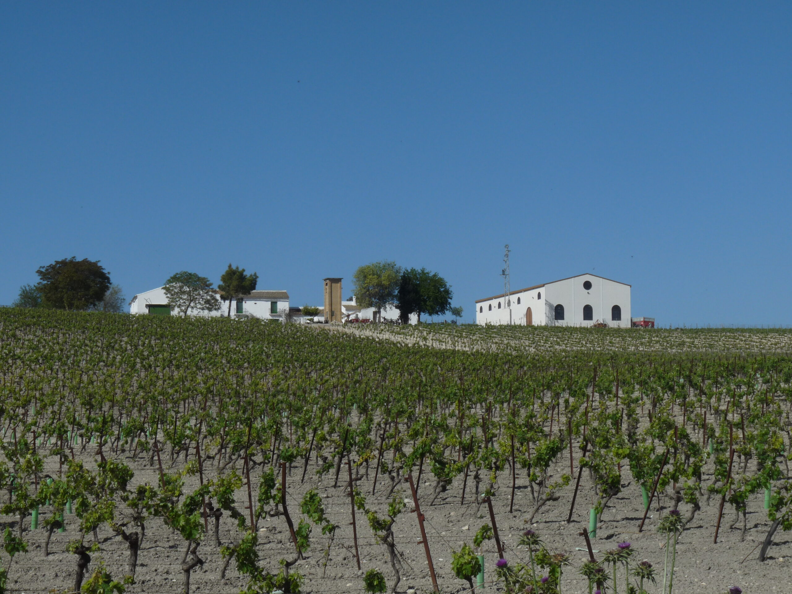 Bodegas Albariza de la Torre