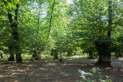 El Bosque Encantado (The Enchanted Forest)