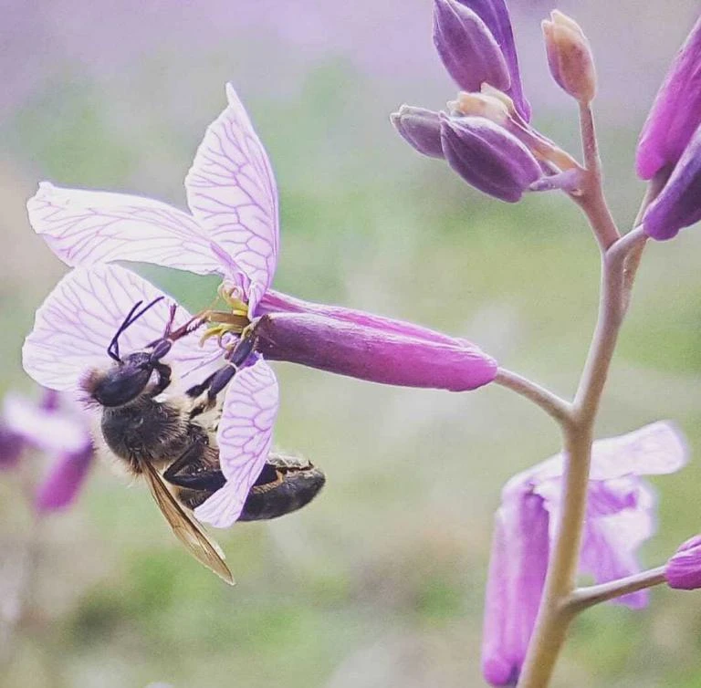 Ecocolmena La Respetuosa