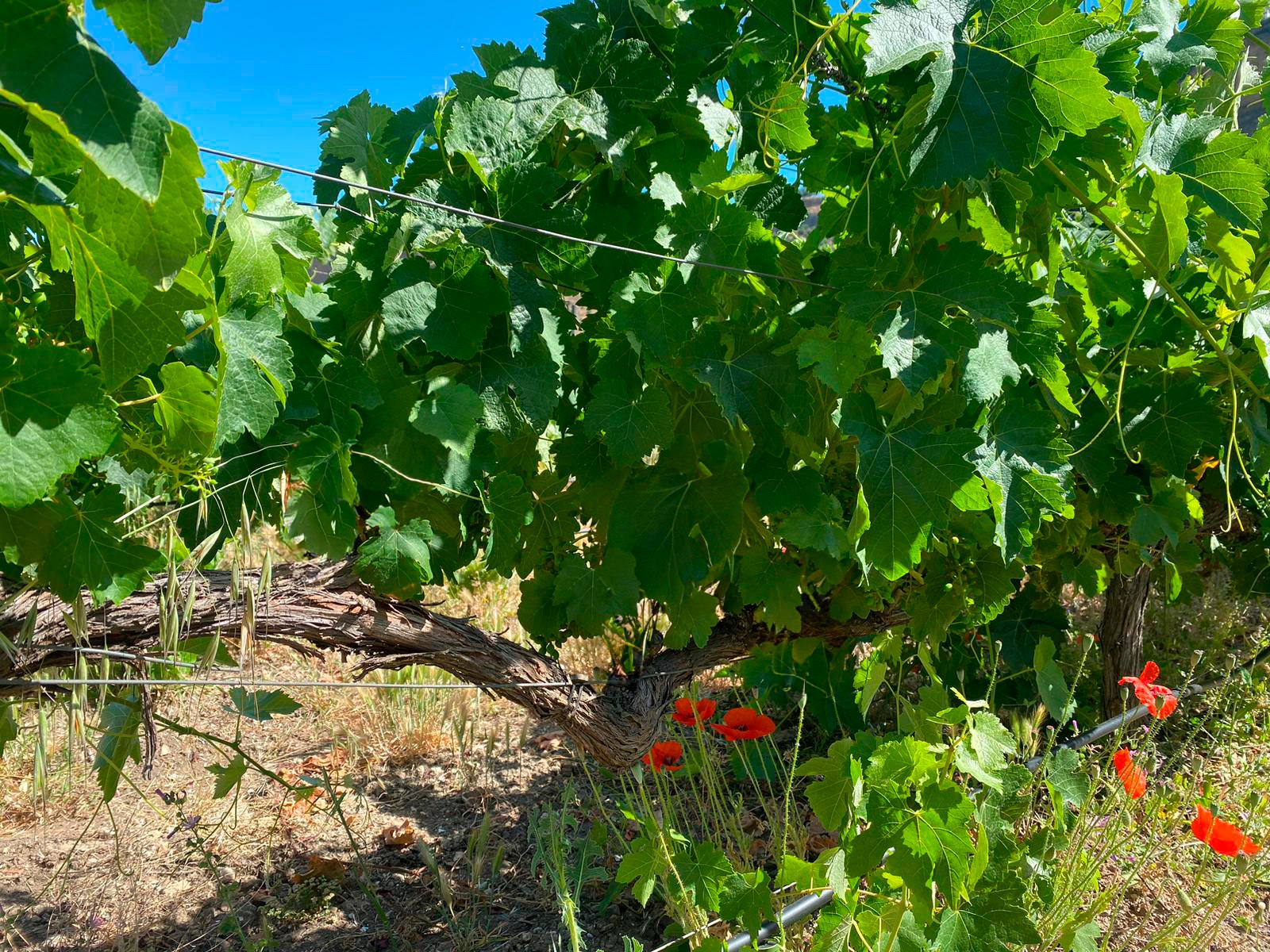 Bodega Gonzalo Beltrán