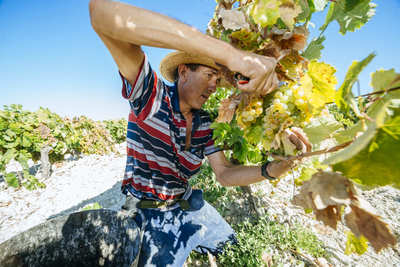 The Grape Harvest: vineyards, wineries and wine presses