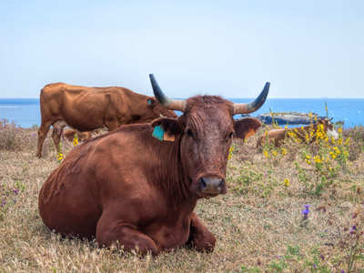 The Campo de Gibraltar and La Janda: the Retinta cow